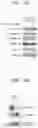 Fig. 14 - COMPOSITION COMPRISING FARNESOL AND USE THEREOF