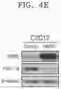 Fig. 16 - COMPOSITION COMPRISING FARNESOL AND USE THEREOF