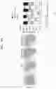 Fig. 25 - COMPOSITION COMPRISING FARNESOL AND USE THEREOF