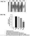Fig. 02 - PHARMACEUTICAL COMPOSITION FOR PREVENTING AND TREATING CENTRAL NERVOUS SYSTEM DISEASES CONTAINING FLUOXETINE AND VITAMIN C AS ACTIVE INGREDIENTS