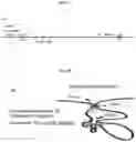 Fig. 03 - METHODS AND COMPOSITIONS FOR TREATING UREA CYCLE DISORDERS, IN PARTICULAR OTC DEFICIENCY