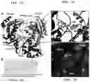 Fig. 02 - Methods of treating or preventing Zika virus infection