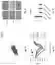 Fig. 22 - Compounds and methods for regulating, limiting, or inhibiting  expression