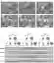 Fig. 01 - COMPOUNDS FOR USE IN REGULATING FOLLICLE MATURATION