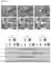 Fig. 02 - COMPOUNDS FOR USE IN REGULATING FOLLICLE MATURATION