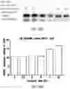 Fig. 09 - METHODS TO TARGET TRANSCRIPTIONAL CONTROL AT SUPER-ENHANCER REGIONS