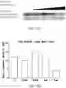 Fig. 10 - METHODS TO TARGET TRANSCRIPTIONAL CONTROL AT SUPER-ENHANCER REGIONS