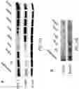 Fig. 13 - METHODS TO TARGET TRANSCRIPTIONAL CONTROL AT SUPER-ENHANCER REGIONS