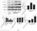 Fig. 06 - Applications of triacetyl-3-hydroxyl phenyl adenosine in treating vascular inflammations or improving vascular endothelium functions