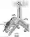 Fig. 01 - Methods and compositions for treating chlorine-gas induced lung injury