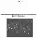 Fig. 02 - METHODS AND COMPOSITIONS FOR MITOCHONDRIAL REPLACEMENT THERAPY