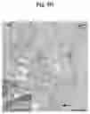 Fig. 13 - METHODS AND COMPOSITIONS FOR MITOCHONDRIAL REPLACEMENT THERAPY
