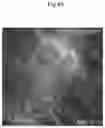 Fig. 17 - METHODS AND COMPOSITIONS FOR MITOCHONDRIAL REPLACEMENT THERAPY