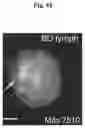 Fig. 22 - METHODS AND COMPOSITIONS FOR MITOCHONDRIAL REPLACEMENT THERAPY