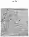 Fig. 24 - METHODS AND COMPOSITIONS FOR MITOCHONDRIAL REPLACEMENT THERAPY