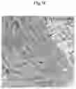 Fig. 25 - METHODS AND COMPOSITIONS FOR MITOCHONDRIAL REPLACEMENT THERAPY