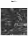 Fig. 34 - METHODS AND COMPOSITIONS FOR MITOCHONDRIAL REPLACEMENT THERAPY