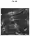 Fig. 35 - METHODS AND COMPOSITIONS FOR MITOCHONDRIAL REPLACEMENT THERAPY