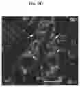 Fig. 37 - METHODS AND COMPOSITIONS FOR MITOCHONDRIAL REPLACEMENT THERAPY
