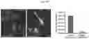 Fig. 53 - METHODS AND COMPOSITIONS FOR MITOCHONDRIAL REPLACEMENT THERAPY