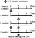 Fig. 01 - Method for producing myeloid-derived suppressor cells, myeloid-derived suppressor cells produced thereby, and methods thereof