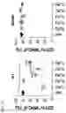 Fig. 06 - Method for producing myeloid-derived suppressor cells, myeloid-derived suppressor cells produced thereby, and methods thereof