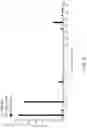 Fig. 06 - METHODS OF ISOLATING T CELLS HAVING ANTIGENIC SPECIFICITY FOR A P53 CANCER-SPECIFIC MUTATION