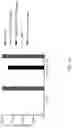 Fig. 48 - METHODS OF ISOLATING T CELLS HAVING ANTIGENIC SPECIFICITY FOR A P53 CANCER-SPECIFIC MUTATION