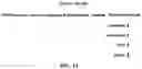 Fig. 02 - METHODS OF PRODUCING T CELL POPULATIONS USING P38 MAPK INHIBITORS