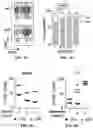 Fig. 07 - METHODS OF PRODUCING T CELL POPULATIONS USING P38 MAPK INHIBITORS