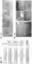 Fig. 02 - Biological Scaffold Comprising Therapeutic Cells