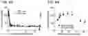 Fig. 07 - Biological Scaffold Comprising Therapeutic Cells