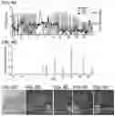 Fig. 09 - Biological Scaffold Comprising Therapeutic Cells