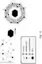 Fig. 02 - Synthetically enveloped virus