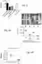 Fig. 07 - Synthetically enveloped virus