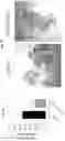 Fig. 34 - Compositions and methods related to xCT peptides