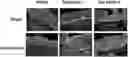 Fig. 01 - COLLAGEN 7 COMPOSITIONS AND METHODS OF USING THE SAME