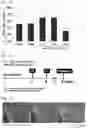Fig. 07 - Preventive and/or therapeutic agent for osteogenesis imperfecta and other diseases