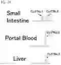 Fig. 20 - Preventive and/or therapeutic agent for osteogenesis imperfecta and other diseases