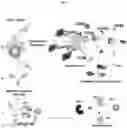 Fig. 02 - Methods and compositions for treatment of Gaucher Disease via modulation of C5a receptor