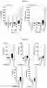 Fig. 06 - Methods and compositions for treatment of Gaucher Disease via modulation of C5a receptor