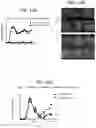 Fig. 19 - Peptide conjugated particles