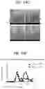 Fig. 20 - Peptide conjugated particles