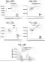 Fig. 23 - Peptide conjugated particles
