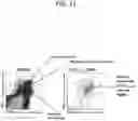 Fig. 41 - Peptide conjugated particles
