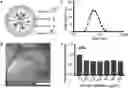 Fig. 01 - Multi-subunit vaccines to elicit both MHC- and CD1-restricted T cell responses
