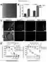Fig. 22 - Multi-subunit vaccines to elicit both MHC- and CD1-restricted T cell responses