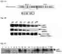 Fig. 02 - Genetically stable recombinant modified vaccinia Ankara (rMVA) vaccines and methods of preparation thereof