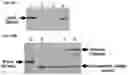 Fig. 22 - Genetically stable recombinant modified vaccinia Ankara (rMVA) vaccines and methods of preparation thereof