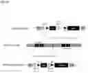 Fig. 35 - Genetically stable recombinant modified vaccinia Ankara (rMVA) vaccines and methods of preparation thereof